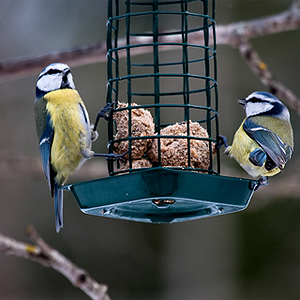 Im Winter Vögel füttern