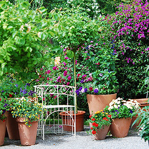 Kübelpflanzen für Balkon und Terrasse | Sonne Halbschatten ...