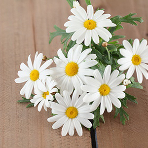 Balkonpflanzen mit weißen Blüten