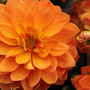 Balkonpflanzen mit orangen Blüten
