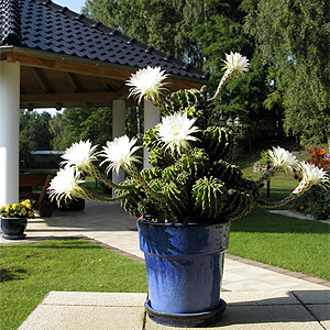 Seestern Kaktus blühend Blumen immergrün mehrjährig für drinnen den Balkon Deko 