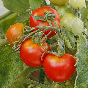 Grünkragen an Tomaten