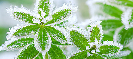 winterhart