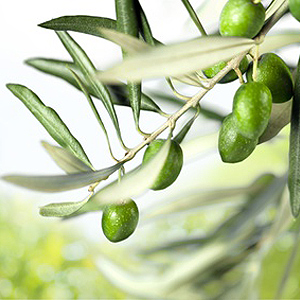 Olivenbäumchen überwintern