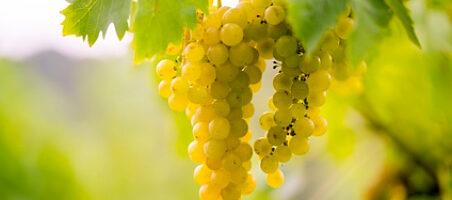 Weinreben