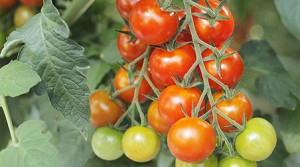 Balkontomaten