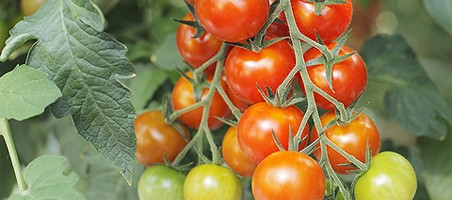 Balkontomaten
