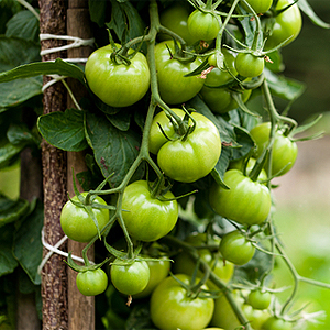 Tomatenpflanze mit unreifen Früchten