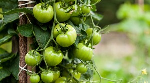 Tomatenpflanze mit unreifen Früchten