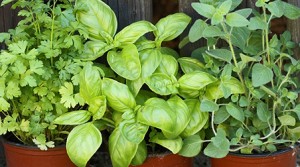 Kräuter auf dem Balkon