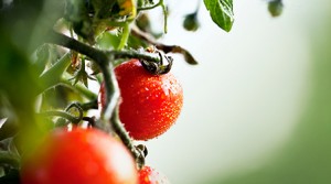 Tomaten-Sortenvielfalt