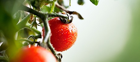Tomaten-Sortenvielfalt