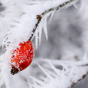 Kübelpflanzen überwintern