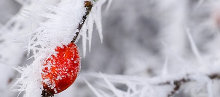 Kübelpflanzen Überwinterung