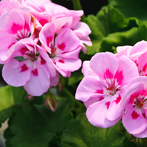 Pelargonien auf dem Balkon