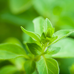 Oregano auf dem Balkon Oregano im Topf
