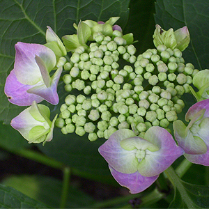 Blühende Hortensie auf dem Balkon