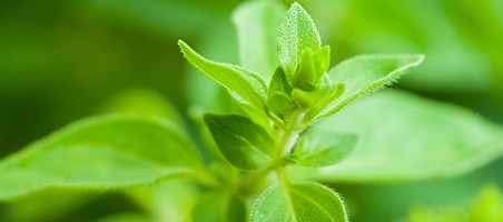 Oregano im Topf