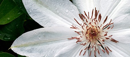 Clematis