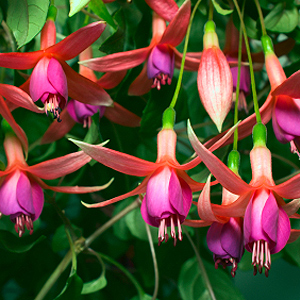 Fuchsie Blüten der Fuchsie