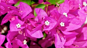 Bougainvillea Blüten