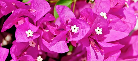 Bougainvillea Blüten