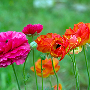 Blühende Sommerblumen