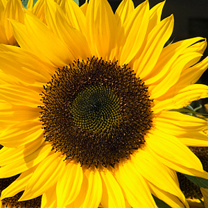 Sonnenblume auf der Terrasse