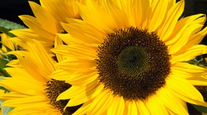 Sonnenblumen auf dem Balkon
