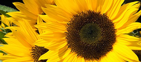 Sonnenblumen auf dem Balkon