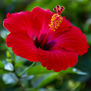 Hibiskus Eibisch