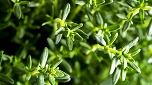 Thymian