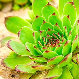 Sempervivum