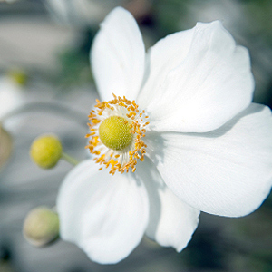 Herbst-Anemone Herbstanemone