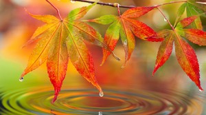 Herbstbepflanzung Balkon