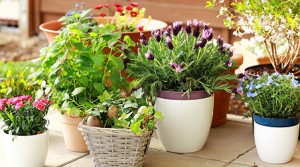 Balkonpflanzen online kaufen