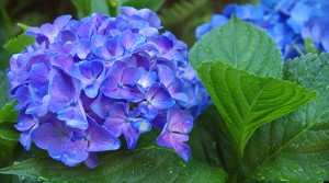 Blaue Hortensie