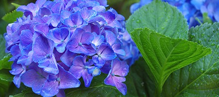 Blaue Hortensie