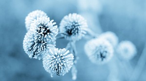Balkonbepflanzung im Winter