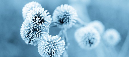 Balkonbepflanzung im Winter