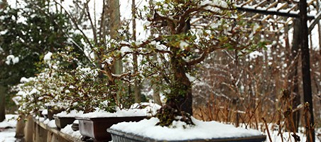 Winterharte Balkonpflanzen