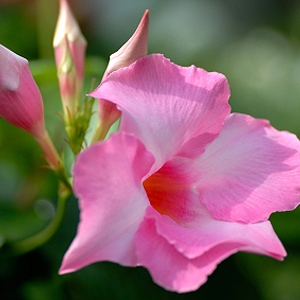 Mandevilla überwintern