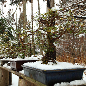 Balkonpflanzen winterhart