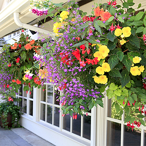 Ampelpflanzen für Balkon und Terrasse