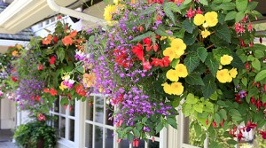 Ampelpflanzen für Balkon und Terrasse