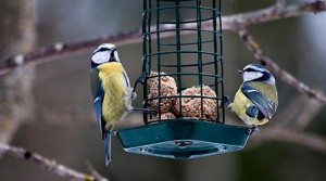 Im Winter Vögel füttern