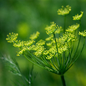 Dill auf dem Balkon