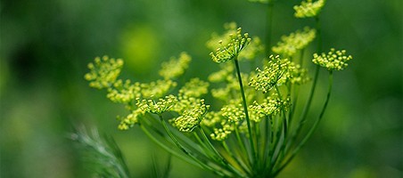 Dill auf dem Balkon