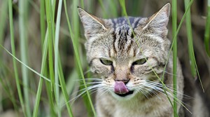 Katzenkräuter