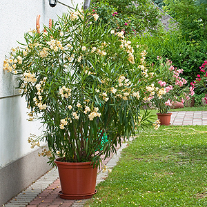 Oleander Oleander